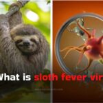 What is sloth fever virus?