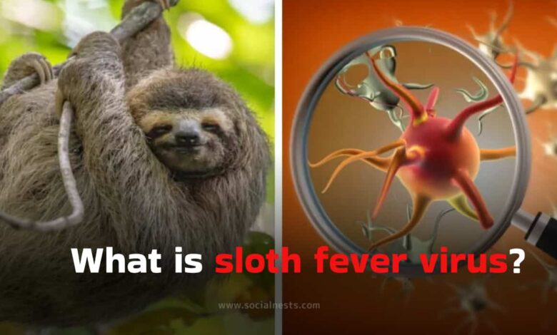 What is sloth fever virus?